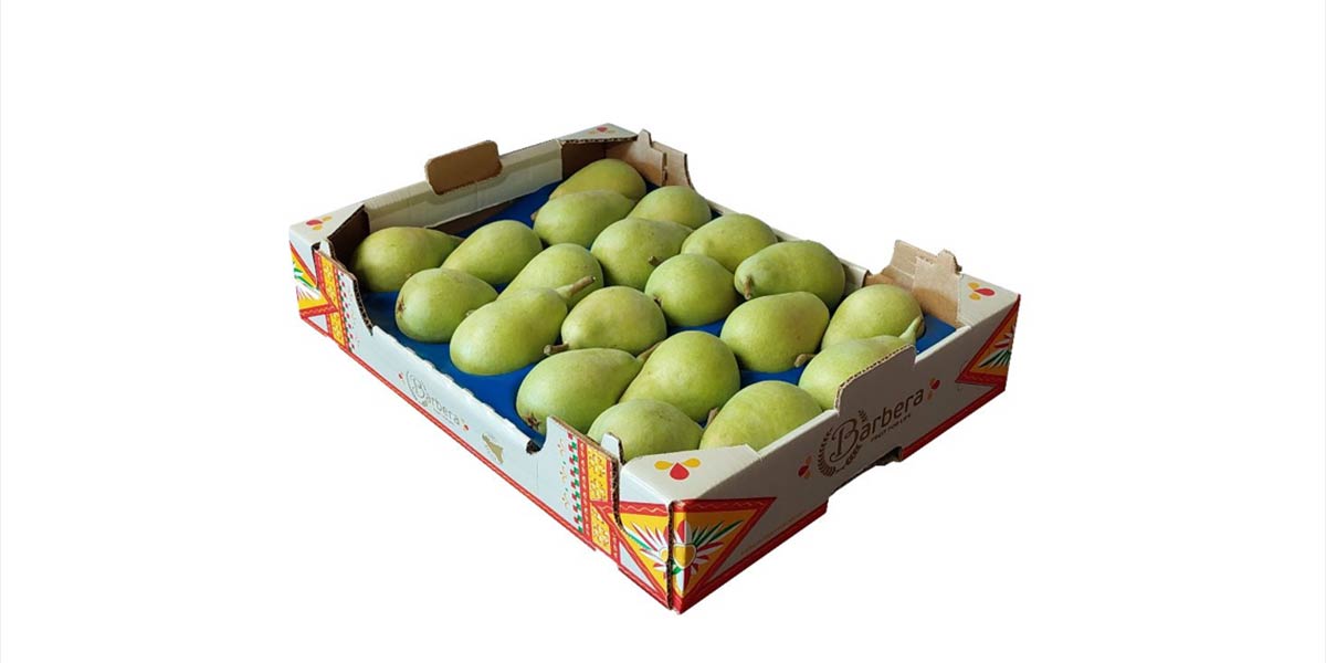 Barbera svela i segreti della pera Coscia dell’Etna